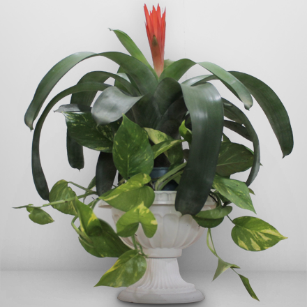 Bromeliad plant