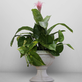 Bromeliad plant