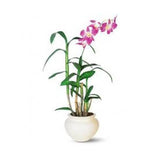 Dendrobium orchid