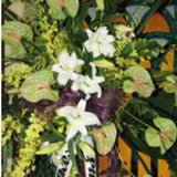 Green Anthuriums