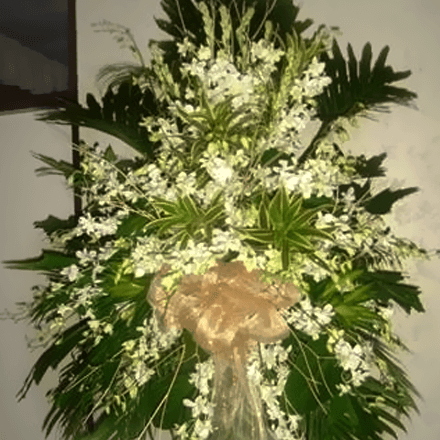 All white solo Orchids